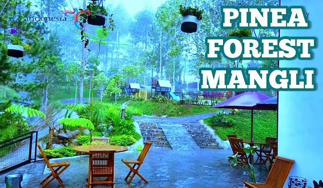 Info Lengkap Pinea Forest Mangli Magelang, Wisata Pohon Pinus Di Kaki Gunung Andong