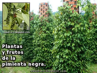 Plantas de pimienta negra.