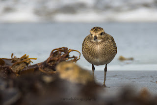 Wildlifefotografie Helgoland Düne Goldregenpfeifer