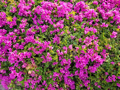 Purple bougainvillea flower hedge
