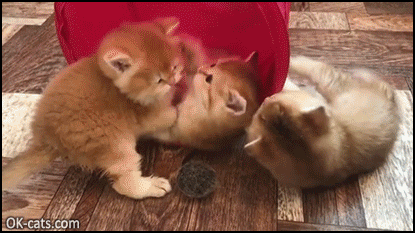 Cute Kitten GIF • 3 adorable British shorthair kitties playing and chilling together. They look so happy [ok-cats.com]