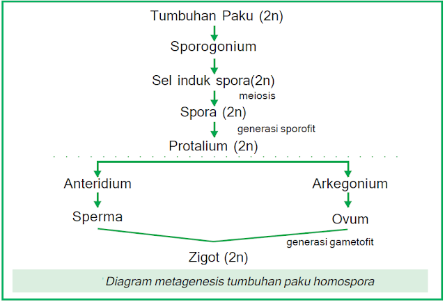 Diagram metagenesis tumbuhan paku homospora