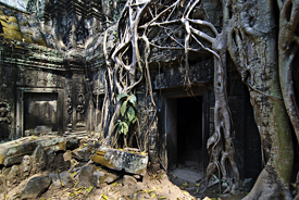 Ta Prohm Temple Siem Reap