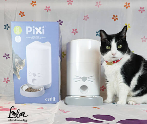 black and white cat with the PIXI smart feeder by catit