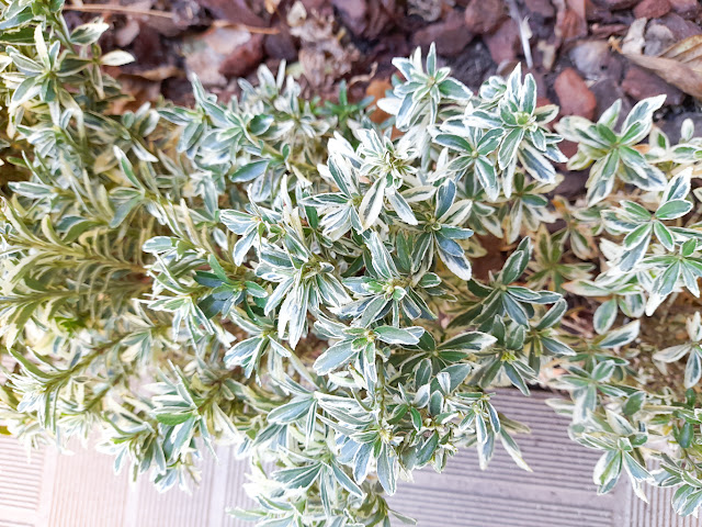 Euonymus japonicus ‘Mycrophyllus Albovariegatus’.