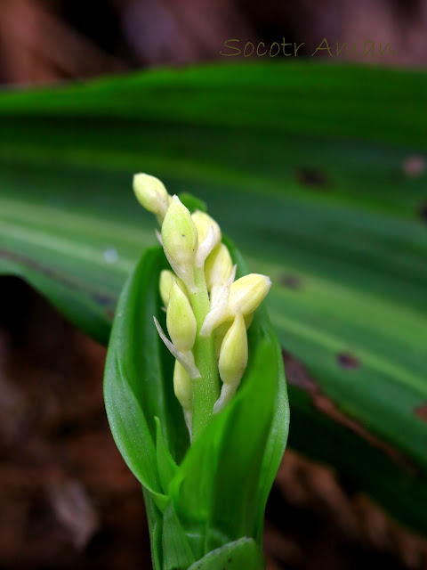 Calanthe discolor