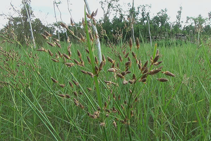 Dlium Gal fimbry (Fimbristylis dura)