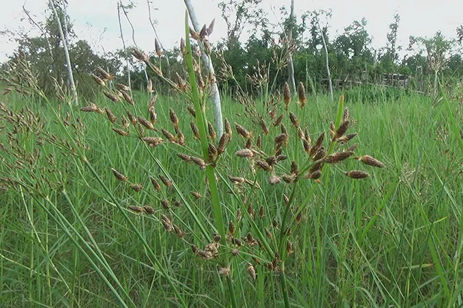 Dlium Gal fimbry (Fimbristylis dura)