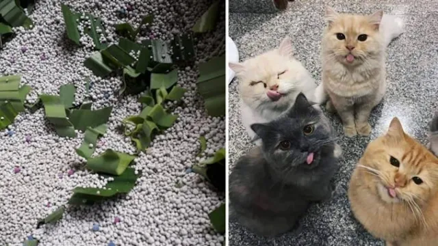 Kalau Pelihara Kucing, Guna Tip Daun Pandan Ini Untuk Elak Bau Najis ‘Si Bulus’