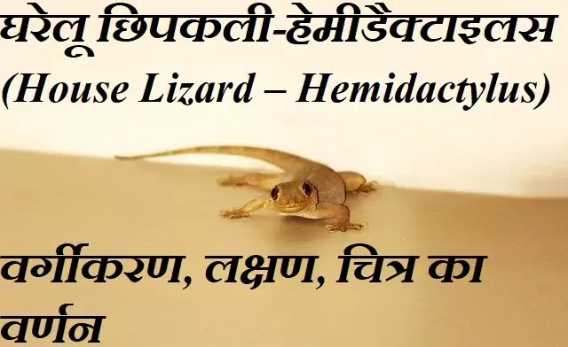घरेलू छिपकली-हेमीडैक्टाइलस (House Lizard):वर्गीकरण, लक्षण, चित्र का वर्णन|hindi