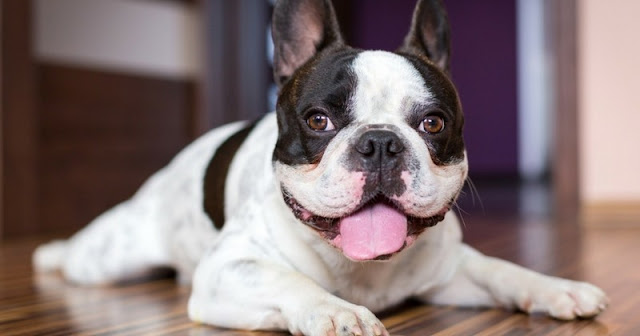 El Bulldog Francés es propenso a sufrir golpes de calor