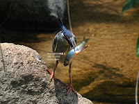 ササゴイ Striated Heron とオイカワ