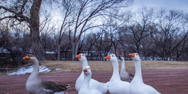 Do geese protect humans?