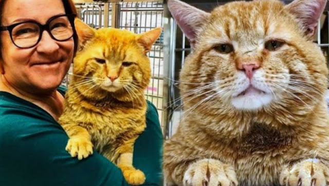 You'll love this chonky, jowly ginger tom street cat