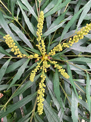 Image of some leaves and a flowerhead