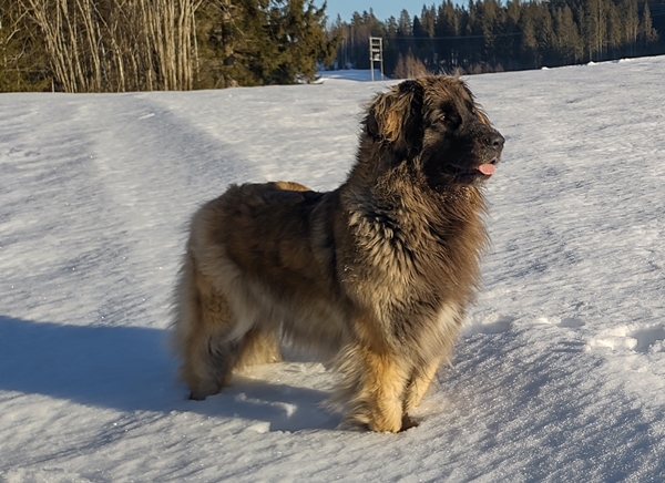 leonberger