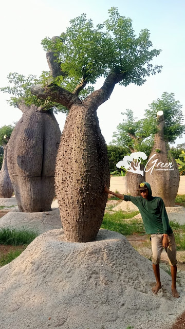 Jual Bottle Tree/Pohon Botol (Chorisia Speciosa) di Pangandaran