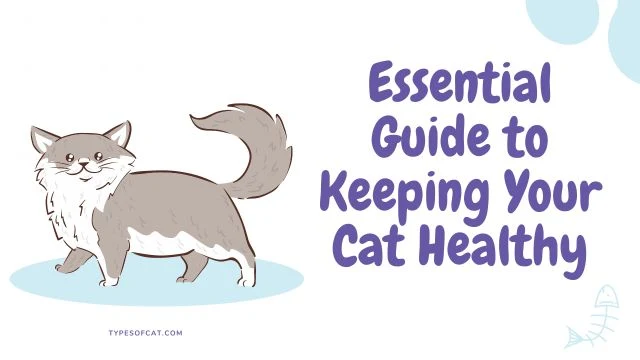 Keeping Your Cat Healthy