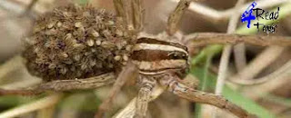 Wolf Spider