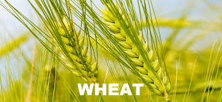 Chicago SRW Wheat (CBOT:ZW) price forecast Target 2450 (133.33%)