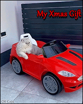 Funny Cat GIF • ' Girls, just got a new red FURrari car for Xmas ! Who’s coming for a ride?”