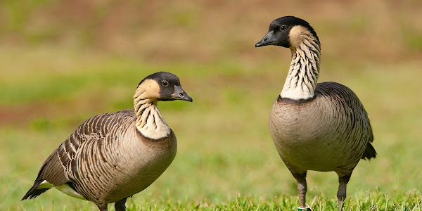 Nene Goose