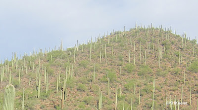 hillside with saguaro cacti, Arizona