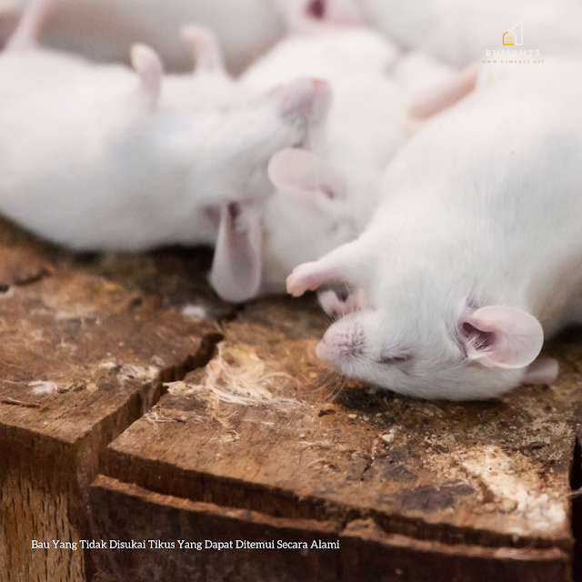 Bau Yang Tidak Disukai Tikus Yang Dapat Ditemui Secara Alami