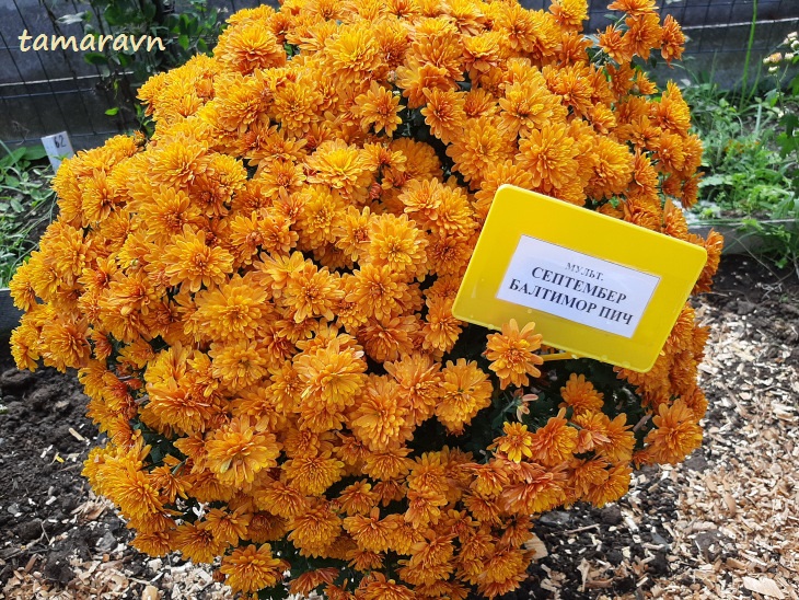 Хризантема (Chrysanthemum)