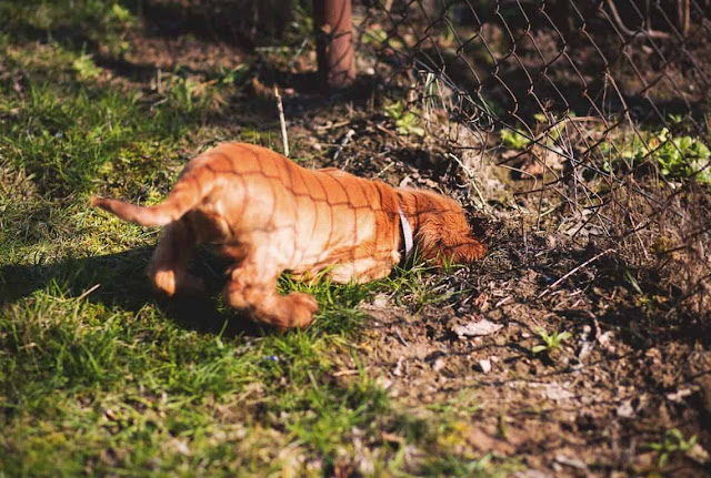 stop dog from digging under fence