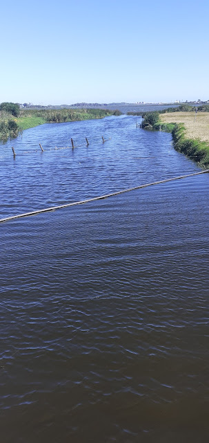 A river in Urban Cape Town