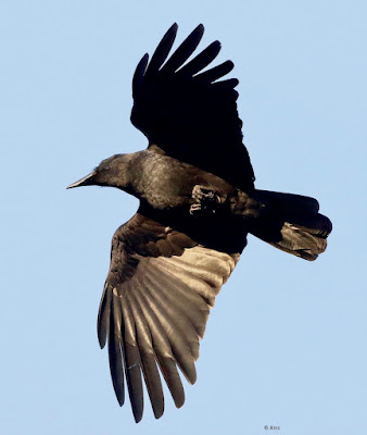 Large-billed Crow