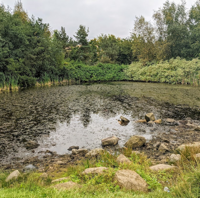 Silverlink Biodiversity Park & Sundial Dog Walk  - wildlife pond