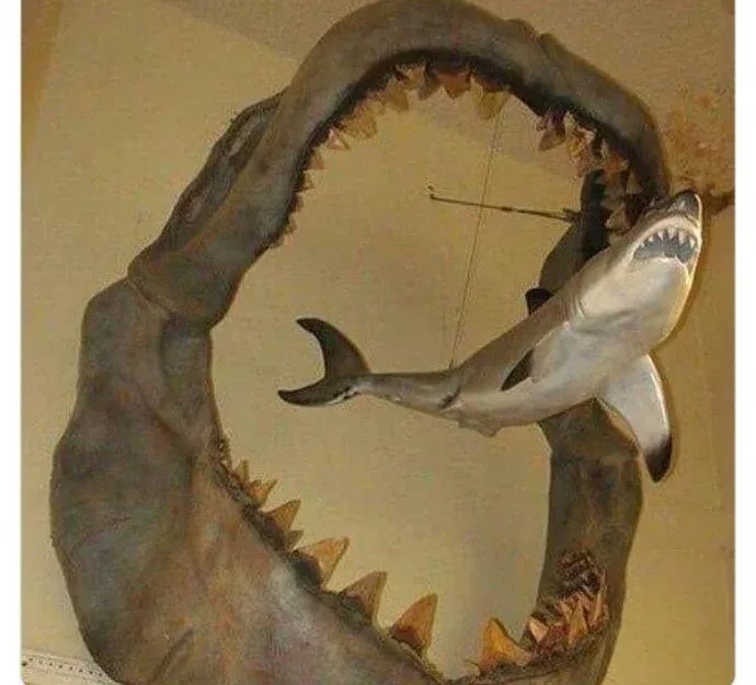 mandíbula del tiburón gigante megalodón prehistórico