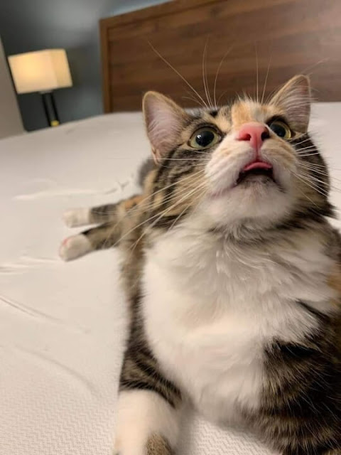 Funny Cats Shows Their Tongue