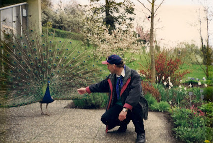 Pfau auf der Blumeninsel Mainau im Bodensee