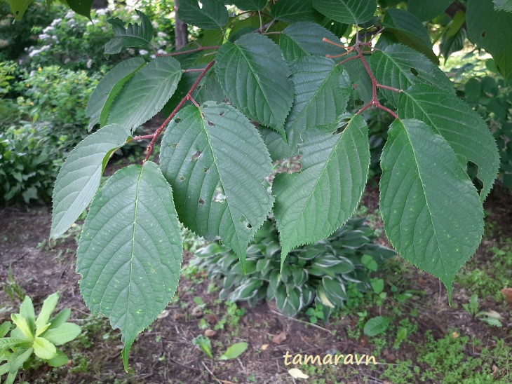 Вишня сахалинская / Вишня Саржента (Cerasus sachalinensis, =Cerasus sargentii)