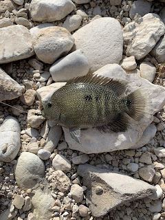 Rio Grande Cichlid, Texas Cichlid, Cichlid on the fly , fly fishing for rio grande cichlid, texas fly fishing, fly fishing texas, YOTRio2021, year of the Rio