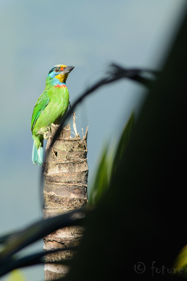 Taivani habelind, Psilopogon nuchalis, Taiwan Barbet, Megalaima oorti, Taiwanese, Formosan, Taiwani