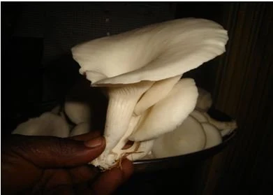 What is the major problems in mushroom cultivation?