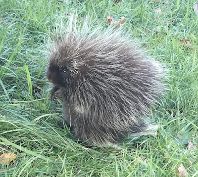 Porcupine Biblical Dream Meaning