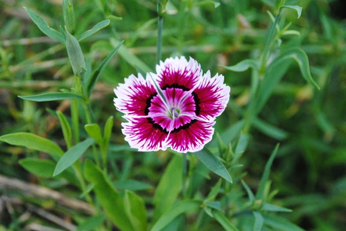 Cvijeće Dianthus (Karanfil; Slatki William)