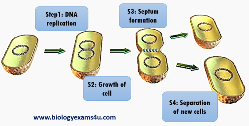 What are the steps of Binary Fission?