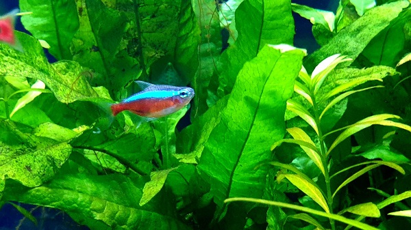 Are Neon & Cardinal Tetras beginners fish?