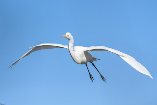 garceta-grande-ardea-alba-