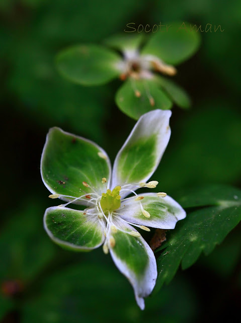 Anemone flaccida