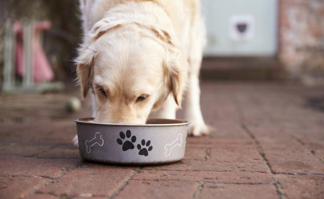 best dog food for allergies