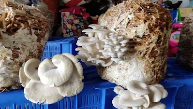 Mushroom subsidy in Odisha
