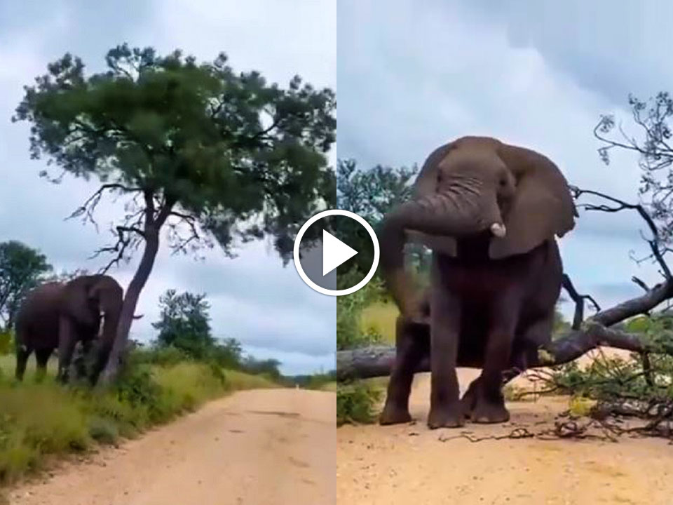 Viral video of an elephant uprooted a tree to scratch its hips