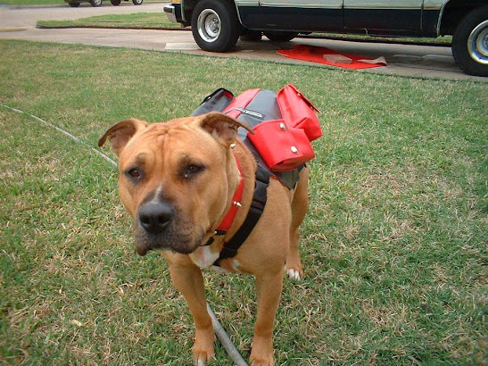 dog weight harness